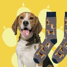 Beagle: amigable, fiel, familiar 

#calcetinesdivertidos #calcetinesconanimales #beagle #looksocksandco #calcetinescondiseño